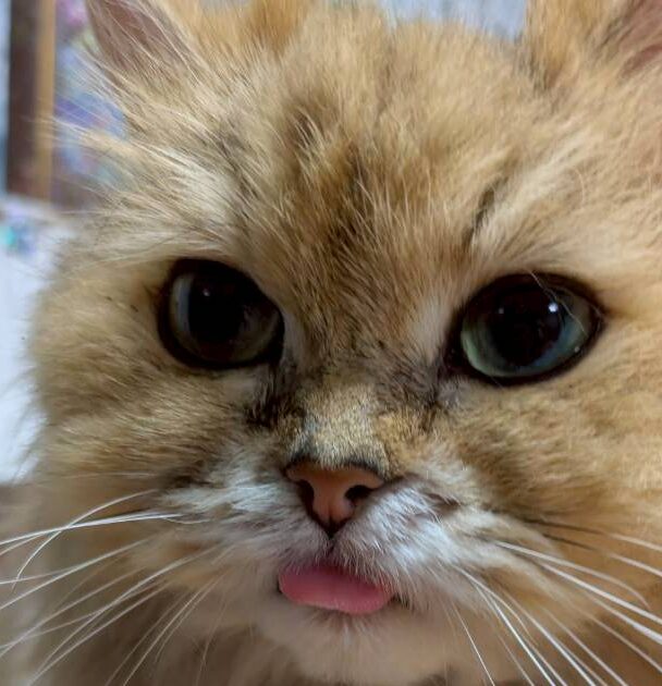 こころみたすペット思い出セレモニーにて葬儀したペットちゃん | ミルちゃん