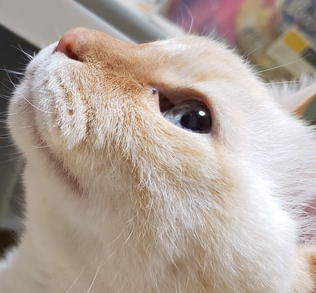 こころみたすペット思い出セレモニーにて葬儀したペットちゃん | コタロウくん