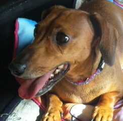 こころみたすペット思い出セレモニーにて葬儀したペットちゃん | チョッパーくん