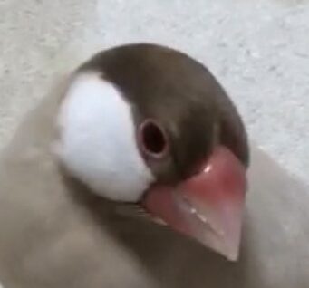 こころみたすペット思い出セレモニーにて葬儀したペットちゃん | もつくん