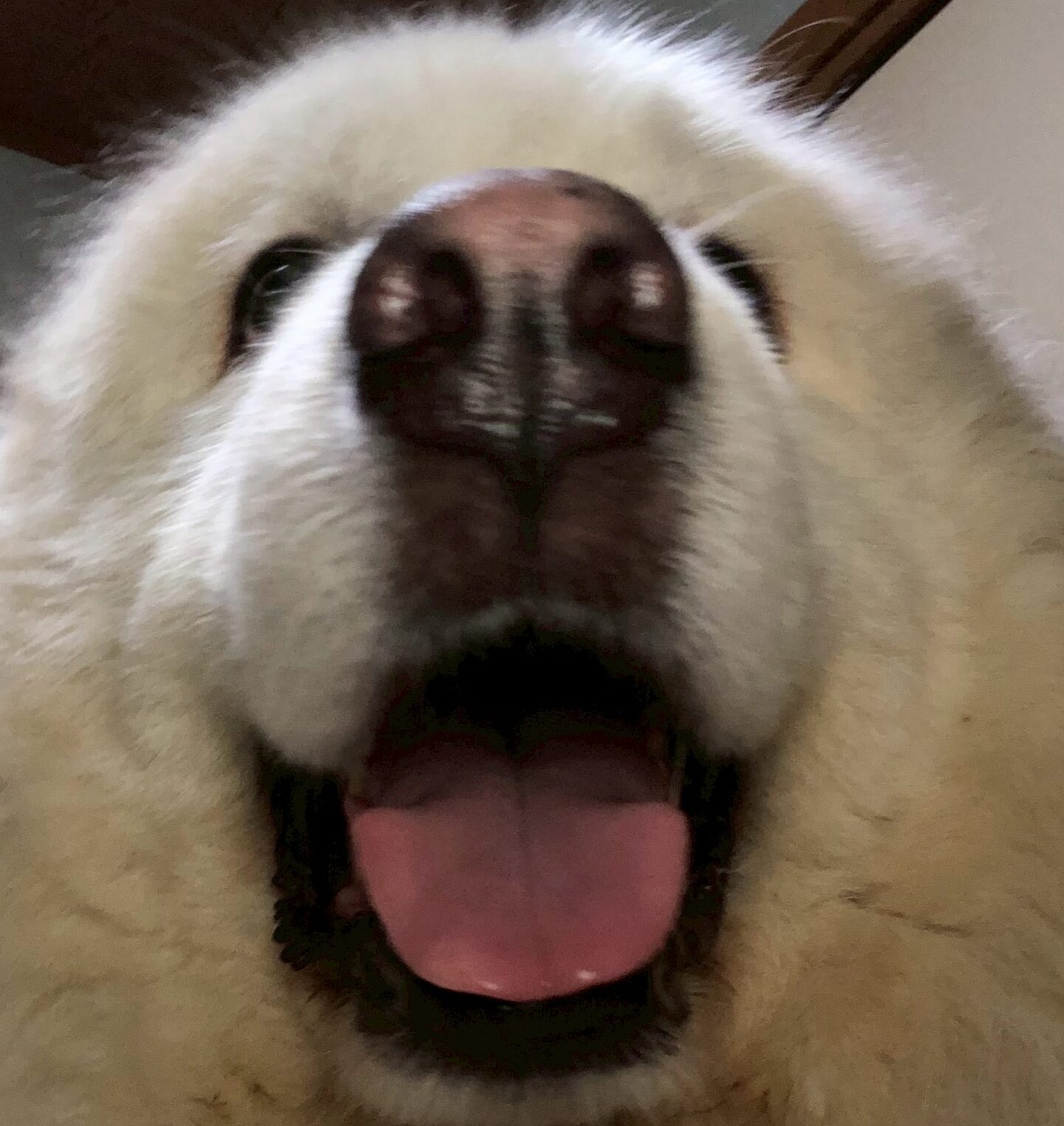 こころみたすペット思い出セレモニーにて葬儀したペットちゃん | ゴン太くん