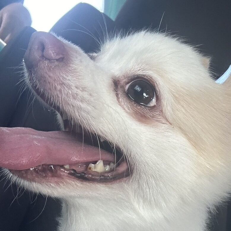 こころみたすペット思い出セレモニーにて葬儀したペットちゃん | モカくん