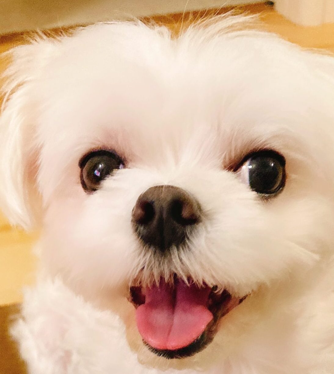 こころみたすペット思い出セレモニーにて葬儀したペットちゃん | ろいくん