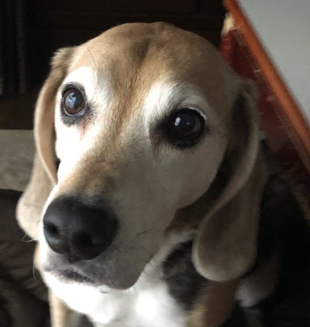 こころみたすペット思い出セレモニーにて葬儀したペットちゃん | ルルくん