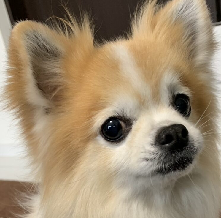 こころみたすペット思い出セレモニーにて葬儀したペットちゃん | そらちゃん