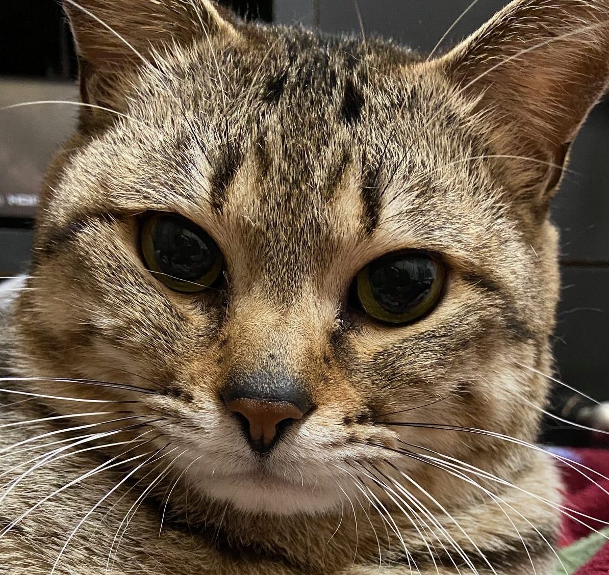 こころみたすペット思い出セレモニーにて葬儀したペットちゃん | アルくん