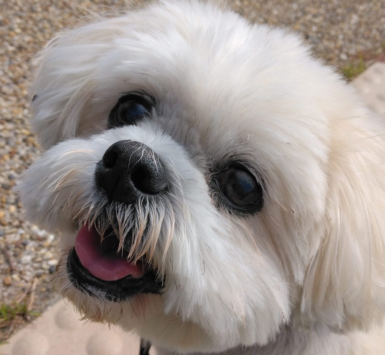 こころみたすペット思い出セレモニーにて葬儀したペットちゃん | ハルちゃん