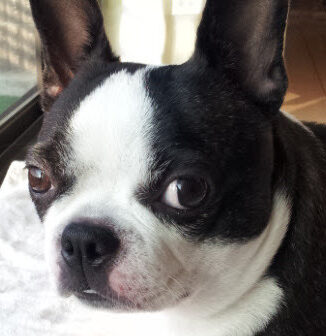 こころみたすペット思い出セレモニーにて葬儀したペットちゃん | アメリちゃん