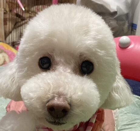 こころみたすペット思い出セレモニーにて葬儀したペットちゃん | ゆうちゃん