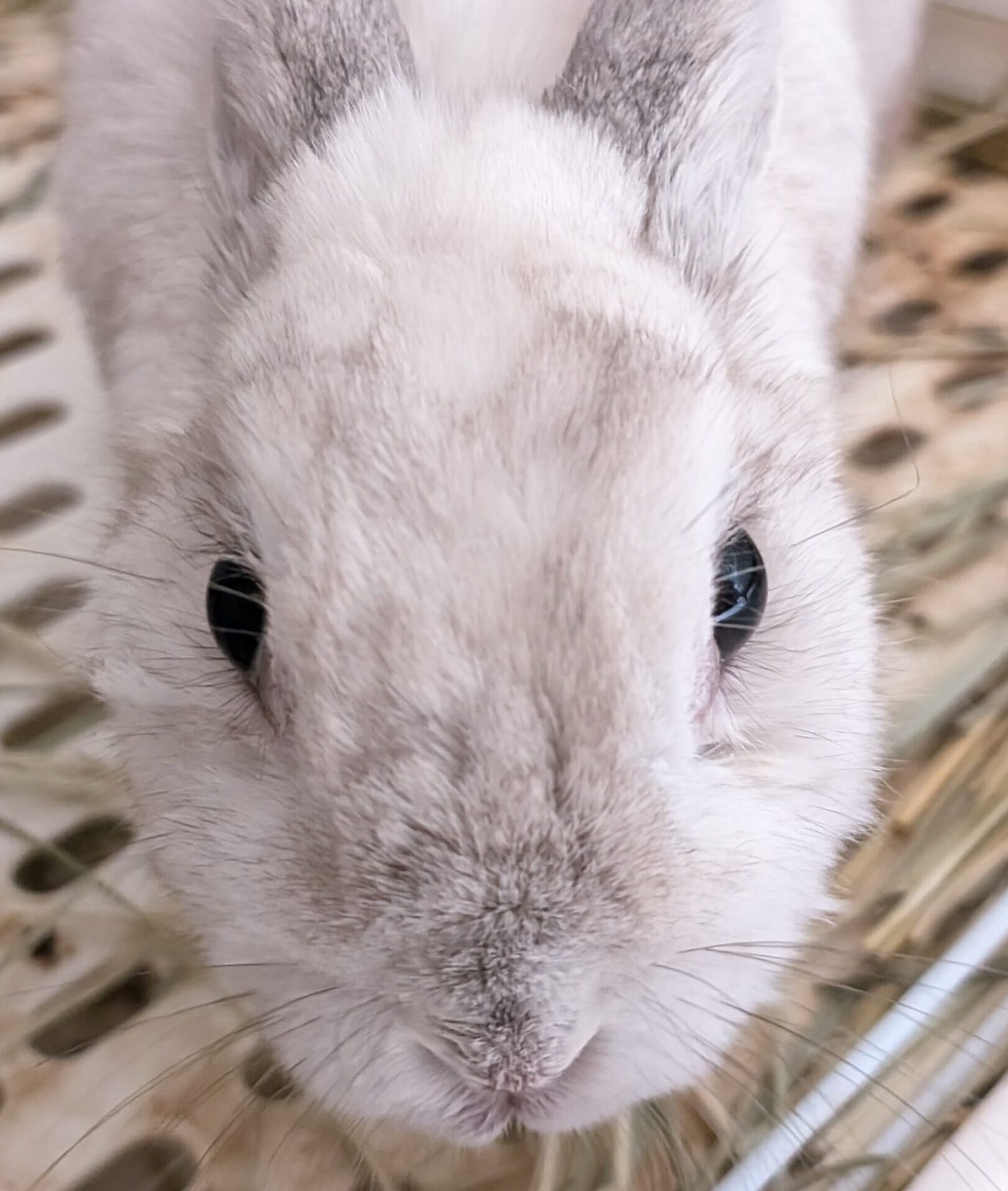 こころみたすペット思い出セレモニーにて葬儀したペットちゃん | 因幡てるちゃん
