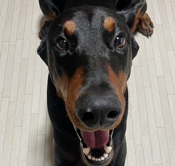 こころみたすペット思い出セレモニーにて葬儀したペットちゃん | エースくん