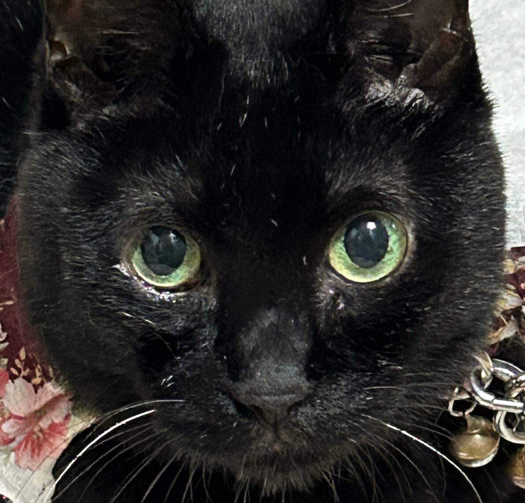 こころみたすペット思い出セレモニーにて葬儀したペットちゃん | みゃーちゃん