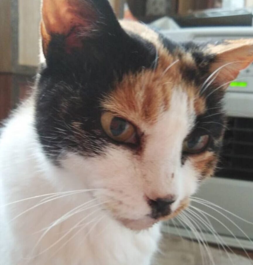 こころみたすペット思い出セレモニーにて葬儀したペットちゃん | ちょびちゃん