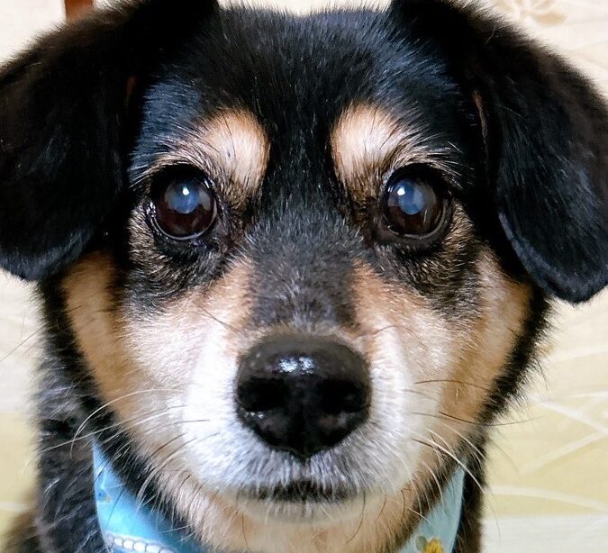 こころみたすペット思い出セレモニーにて葬儀したペットちゃん | らびくん