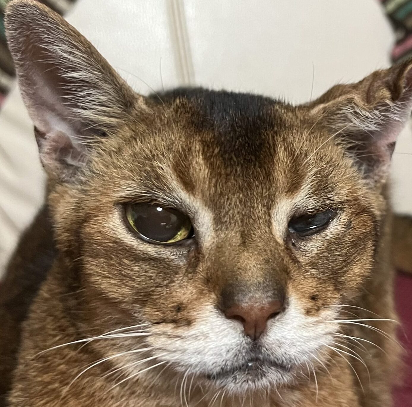 こころみたすペット思い出セレモニーにて葬儀したペットちゃん | マロくん