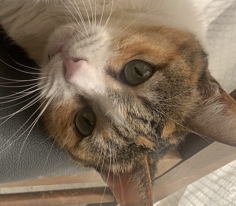 こころみたすペット思い出セレモニーにて葬儀したペットちゃん | レンプちゃん