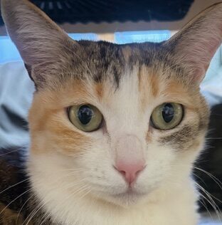 こころみたすペット思い出セレモニーにて葬儀したペットちゃん | はるちゃん