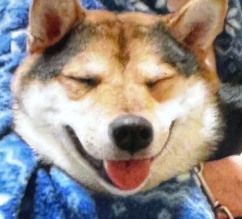 こころみたすペット思い出セレモニーにて葬儀したペットちゃん | 小鉄くん