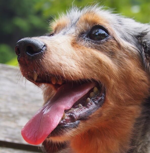 こころみたすペット思い出セレモニーにて葬儀したペットちゃん | ララちゃん