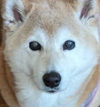 こころみたすペット思い出セレモニーにて葬儀したペットちゃん | ミミちゃん