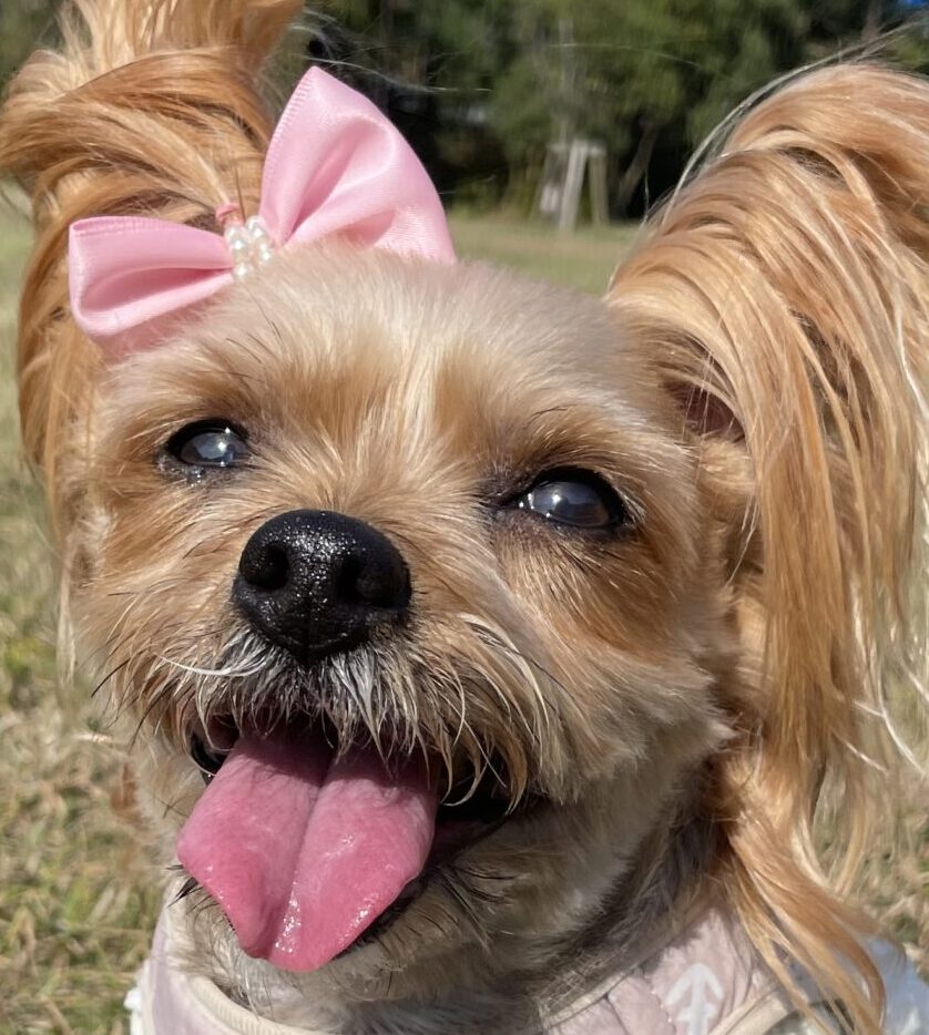 こころみたすペット思い出セレモニーにて葬儀したペットちゃん | ベティちゃん