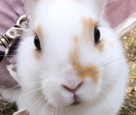 こころみたすペット思い出セレモニーにて葬儀したペットちゃん | のんちゃん