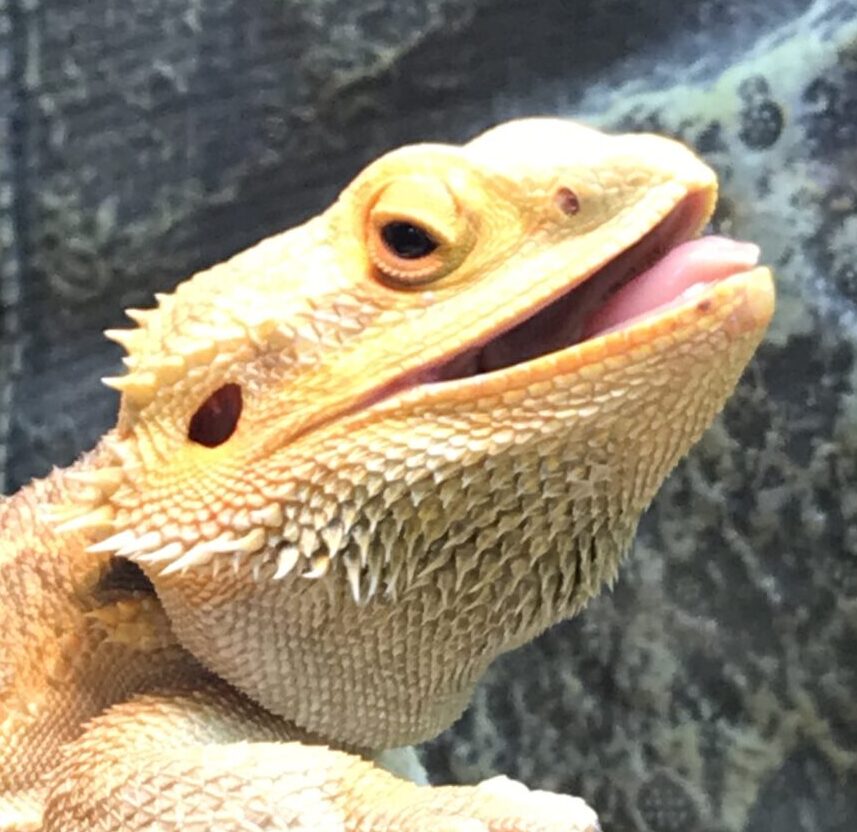 ぺこちゃん | こころみたす ペット思い出セレモニー