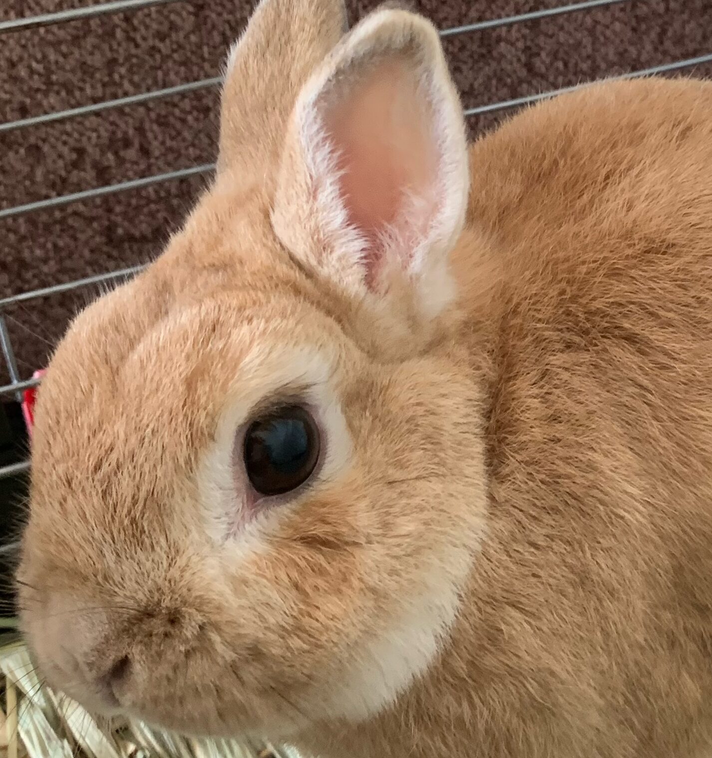 ピーターくん | こころみたす ペット思い出セレモニー