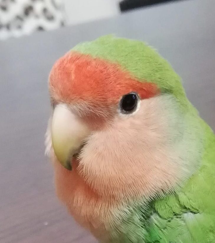 こころみたすペット思い出セレモニーにて葬儀したペットちゃん | まめちゃん