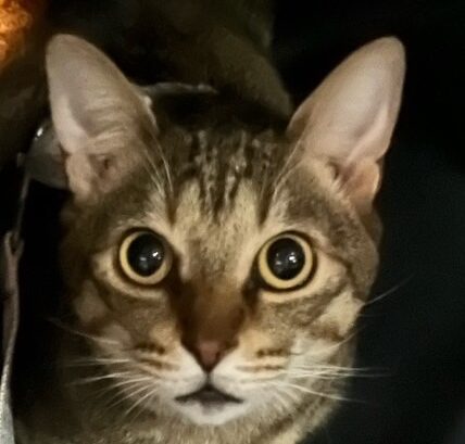 こころみたすペット思い出セレモニーにて葬儀したペットちゃん | ビーンくん