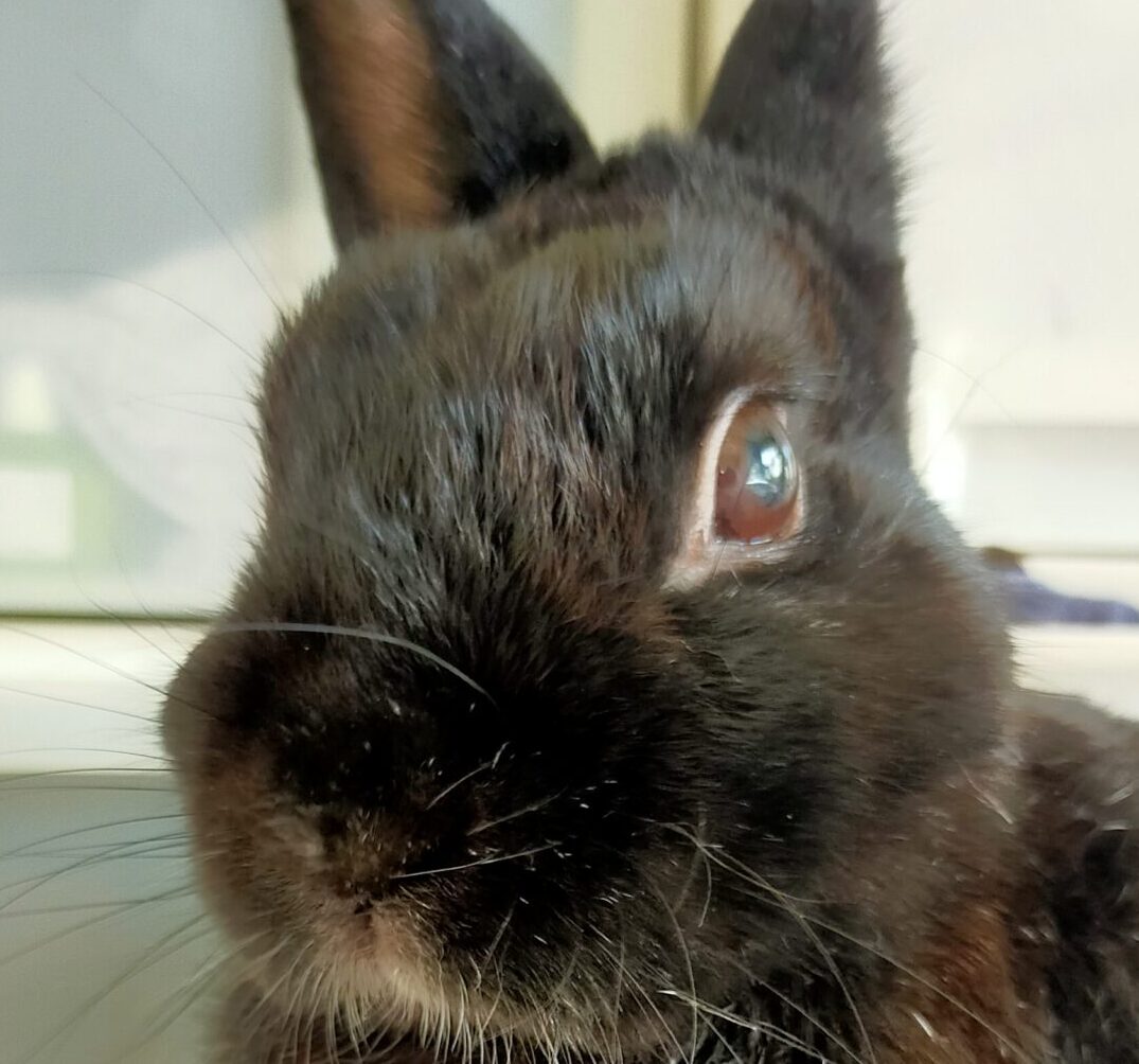 こころみたすペット思い出セレモニーにて葬儀したペットちゃん | 黒丸くん