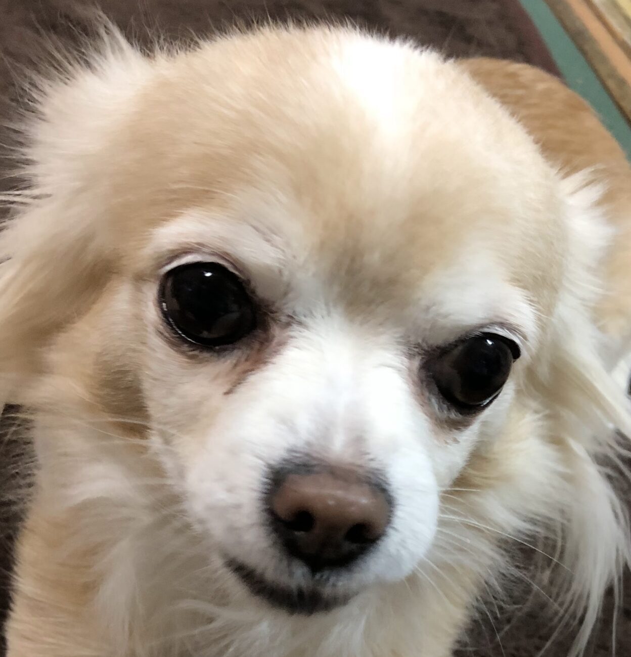 こころみたすペット思い出セレモニーにて葬儀したペットちゃん | そらちゃん