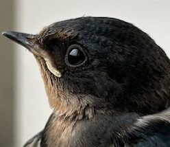 こころみたすペット思い出セレモニーにて葬儀したペットちゃん | つーちゃん