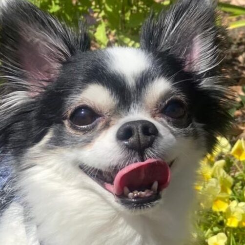 こころみたすペット思い出セレモニーにて葬儀したペットちゃん | ぶんくん