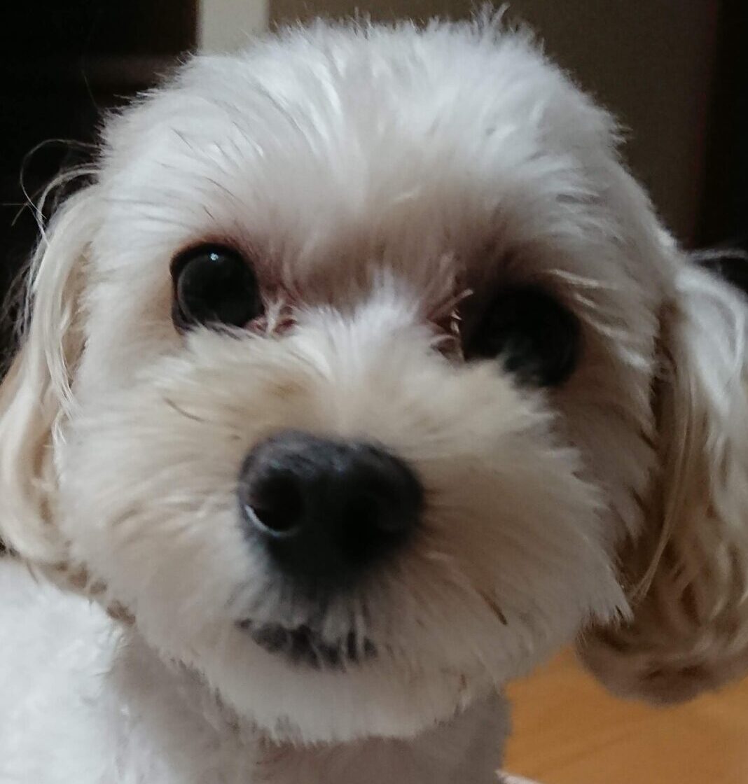 こころみたすペット思い出セレモニーにて葬儀したペットちゃん | ことみちゃん