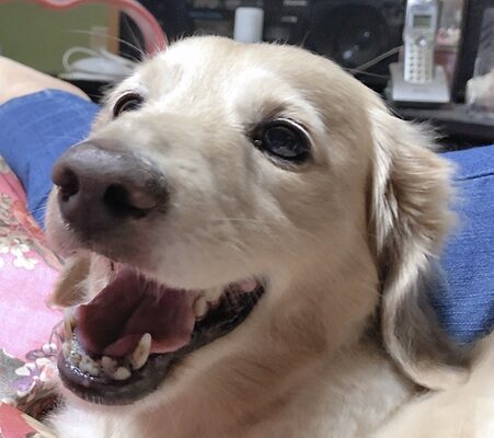 こころみたすペット思い出セレモニーにて葬儀したペットちゃん | レオくん