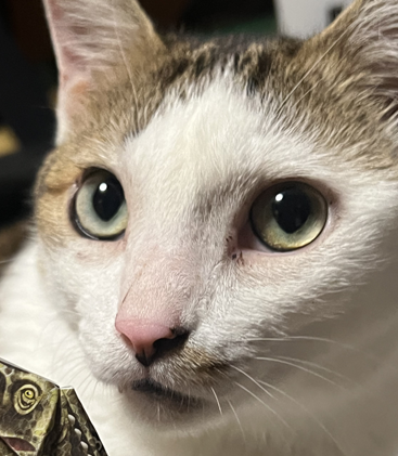 こころみたすペット思い出セレモニーにて葬儀したペットちゃん | こてつくん