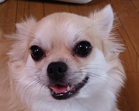 こころみたすペット思い出セレモニーにて葬儀したペットちゃん | クーくん