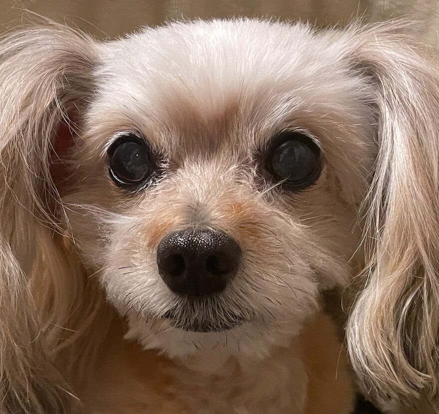 こころみたすペット思い出セレモニーにて葬儀したペットちゃん | マロンくん