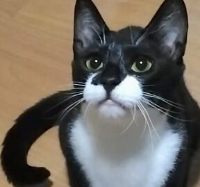 こころみたすペット思い出セレモニーにて葬儀したペットちゃん | ももくん