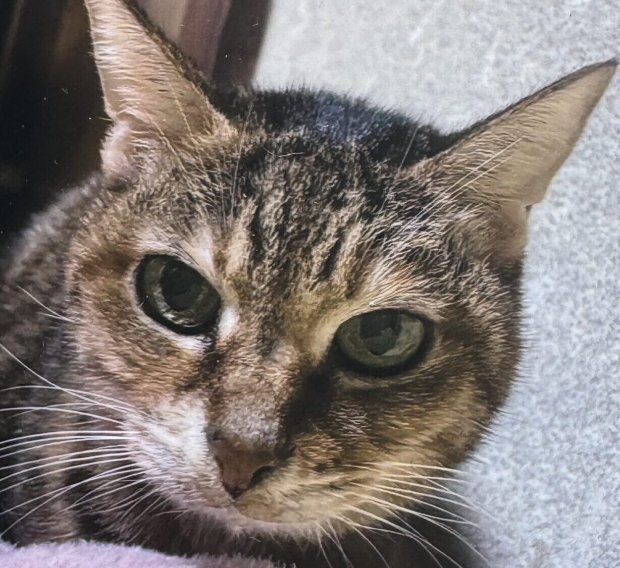 こころみたすペット思い出セレモニーにて葬儀したペットちゃん | チイちゃん