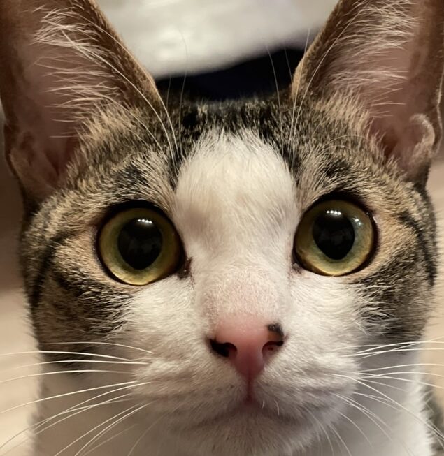 こころみたすペット思い出セレモニーにて葬儀したペットちゃん | リゼちゃん