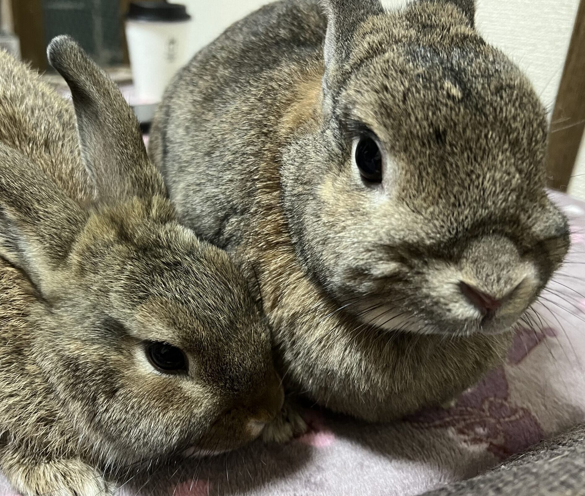 こころみたすペット思い出セレモニーにて葬儀したペットちゃん | ぼっちゃん