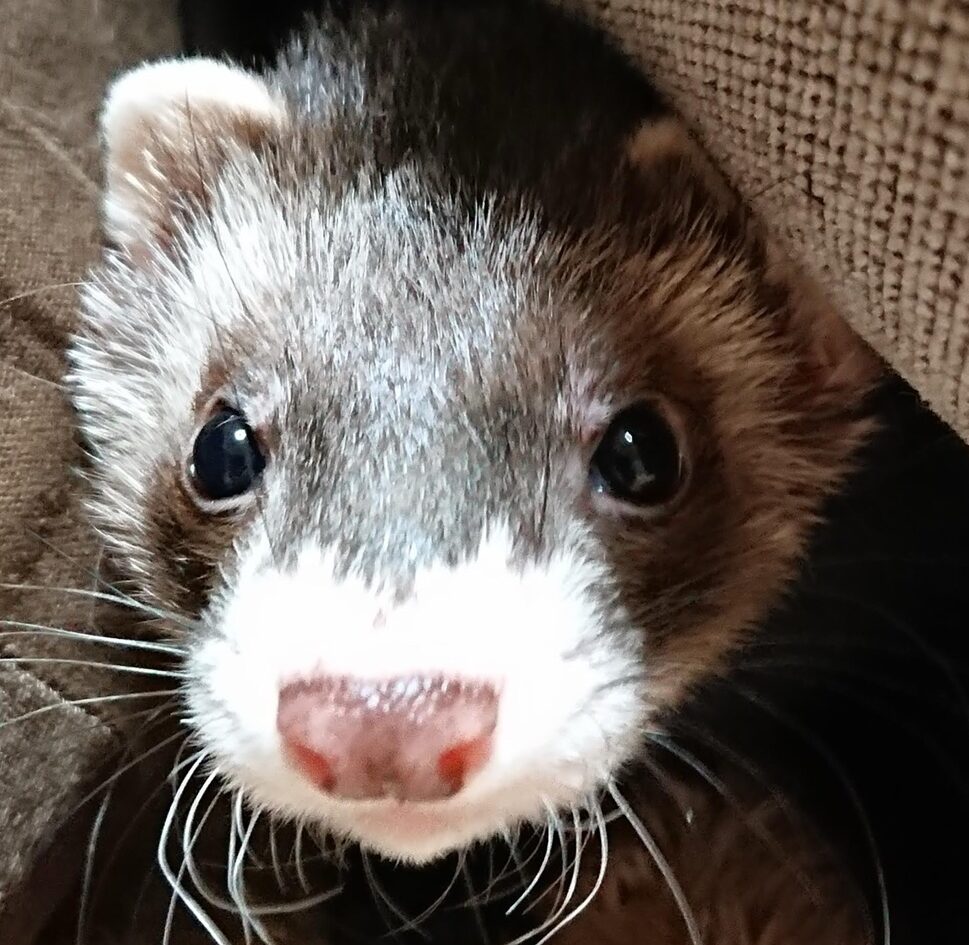 こころみたすペット思い出セレモニーにて葬儀したペットちゃん | ぽん太くん