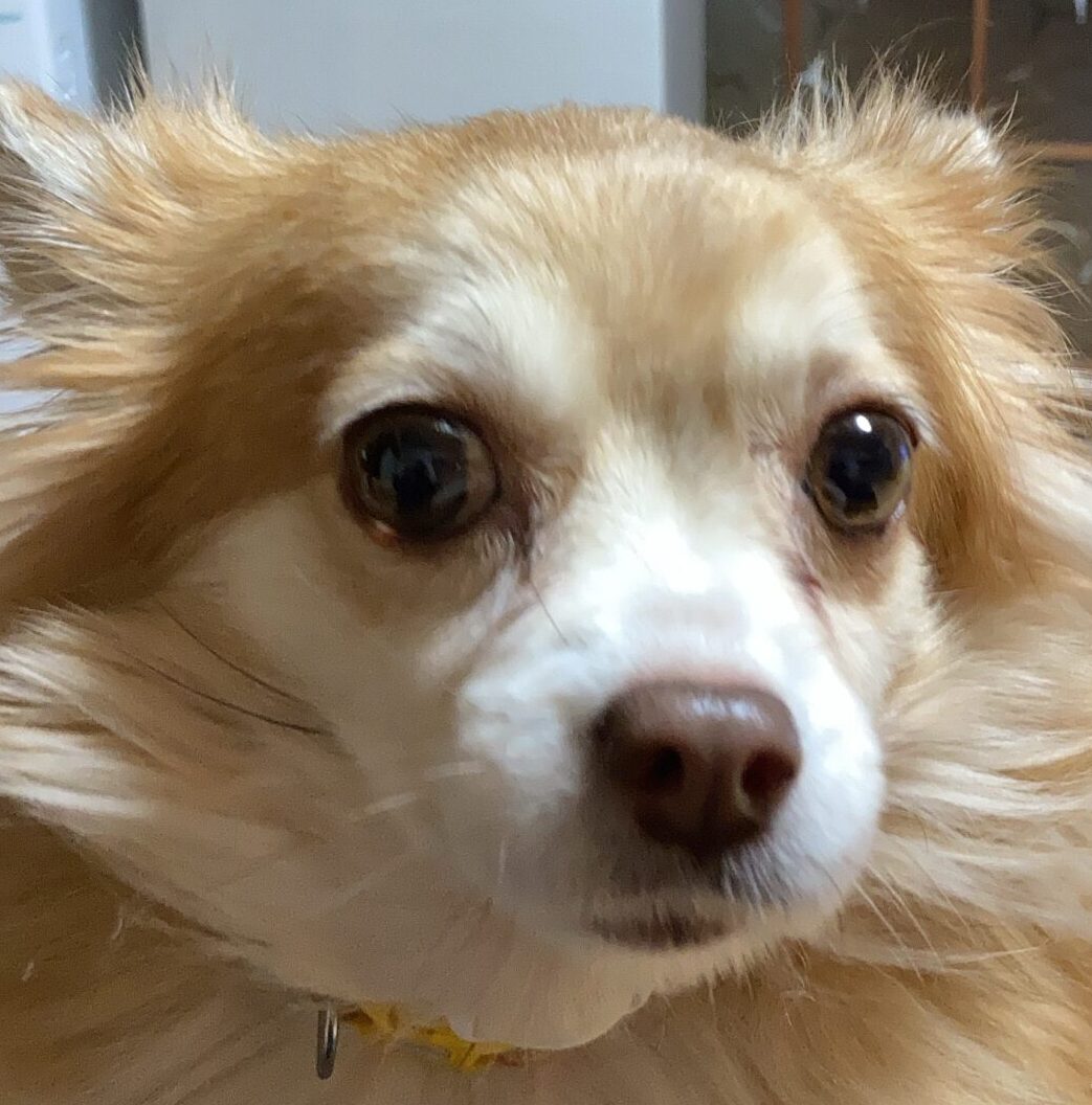 こころみたすペット思い出セレモニーにて葬儀したペットちゃん | さくらちゃん