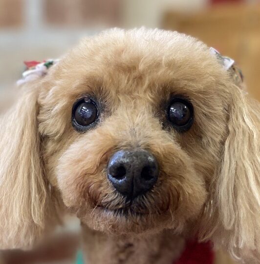 こころみたすペット思い出セレモニーにて葬儀したペットちゃん | ココちゃん