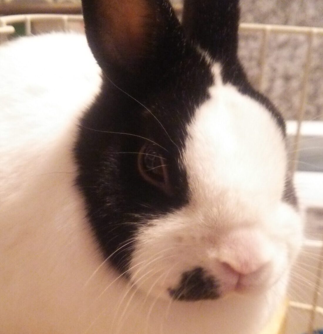 こころみたすペット思い出セレモニーにて葬儀したペットちゃん | しゃちこちゃん