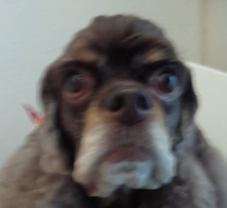 こころみたすペット思い出セレモニーにて葬儀したペットちゃん | あんずちゃん