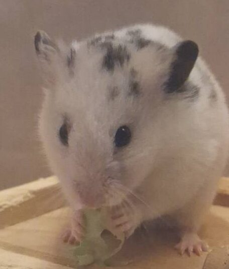 こころみたすペット思い出セレモニーにて葬儀したペットちゃん | もこちくん