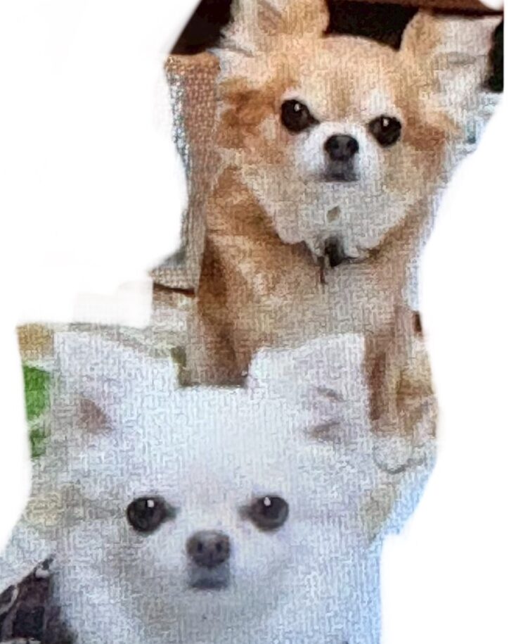 こころみたすペット思い出セレモニーにて葬儀したペットちゃん | 小梅ちゃん